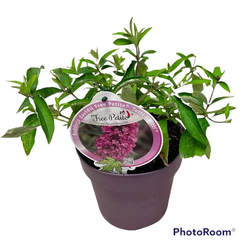 Buddleja d. 'Free Pet.Tutti Frutti' C3 (3 liters kruka)