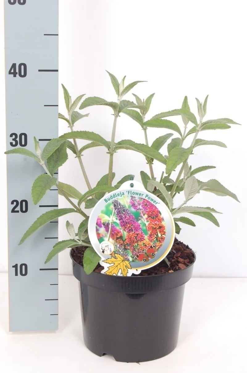 Buddleja davidii 'Flower Power' C3 (3 liters kruka)