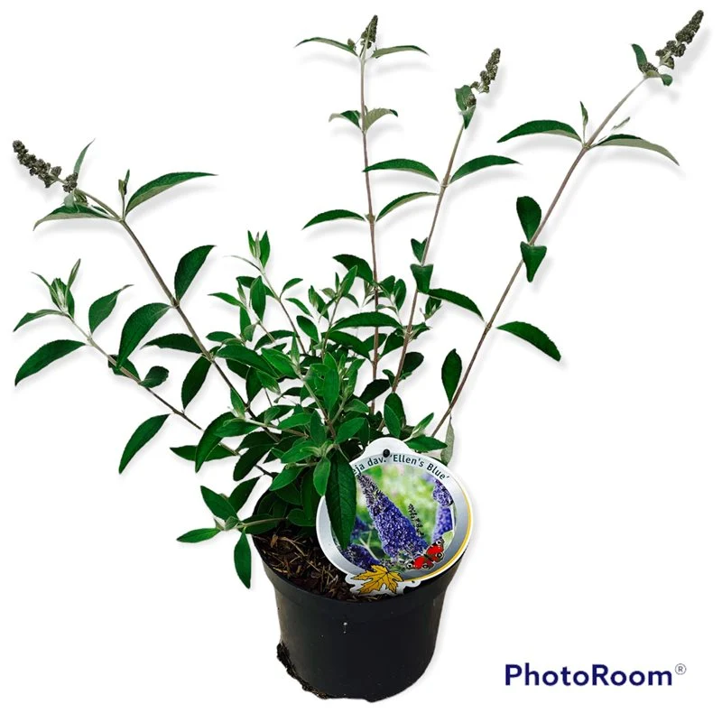 Buddleja d. 'Ellen's Blue' C3 (3 liters kruka) / 19 cm kruka