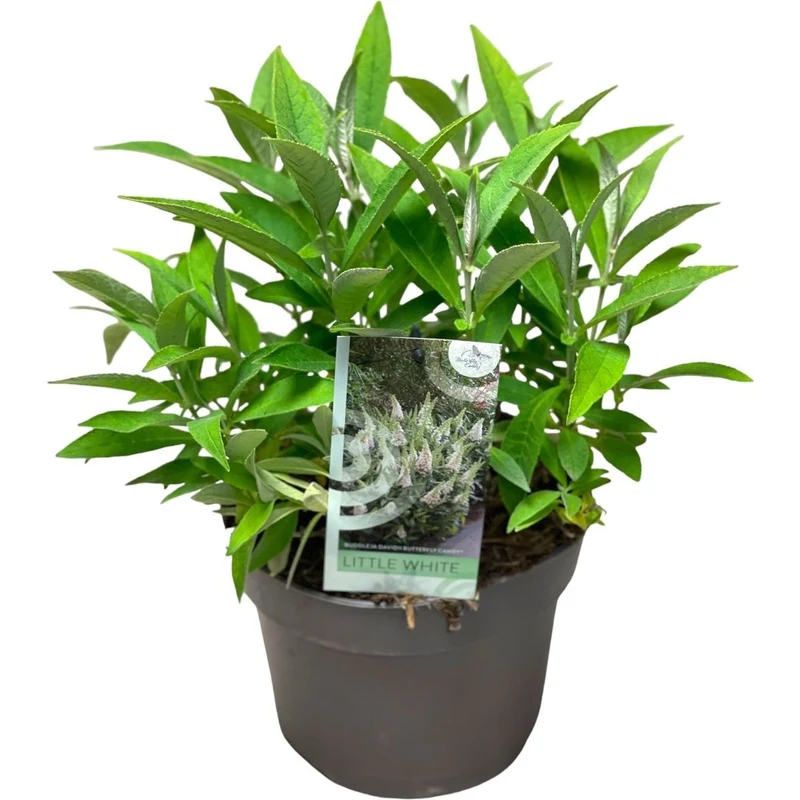 Buddleja d. 'Butterfly Candy Little White'® C3 (3 liters kruka)