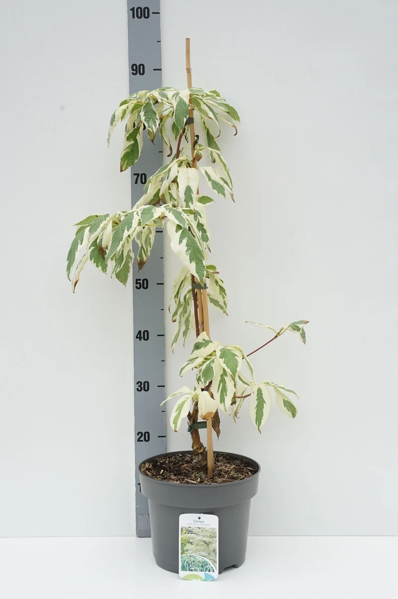 Cornus contr. 'Variegata' C5 (5 liters kruka) 50-60 cm