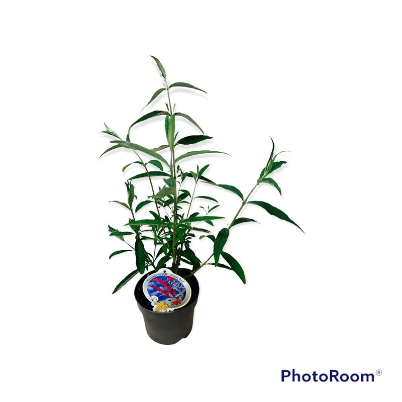 Buddleja d. 'Royal Red' C3 (3 liters kruka)