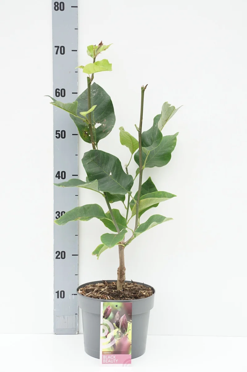 Magnolia brookl. 'Black Beauty' C3 (3 liters kruka) / 19 cm kruka 40-50 cm