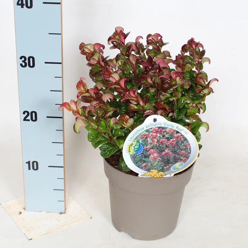Leucothoe axil. 'Curly Red' C2 (2 liters kruka) / 17 cm kruka