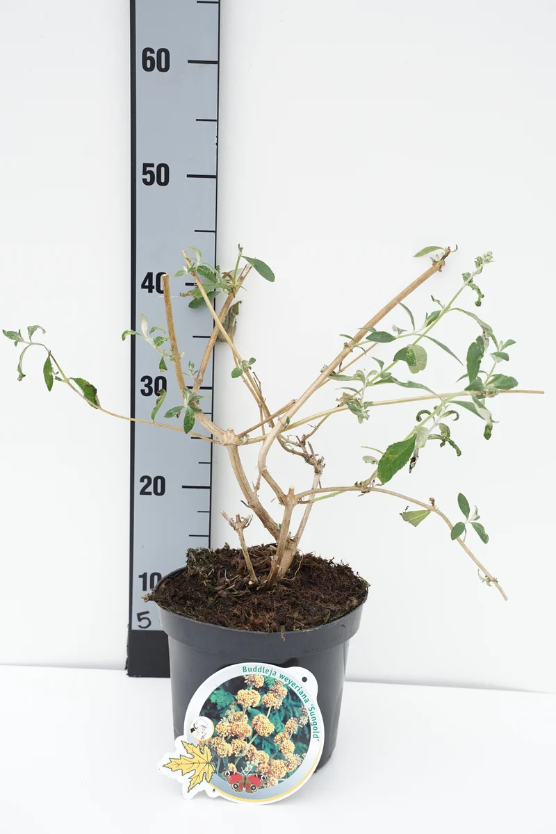 Buddleja weyeriana 'Sungold' C3 (3 liters kruka)