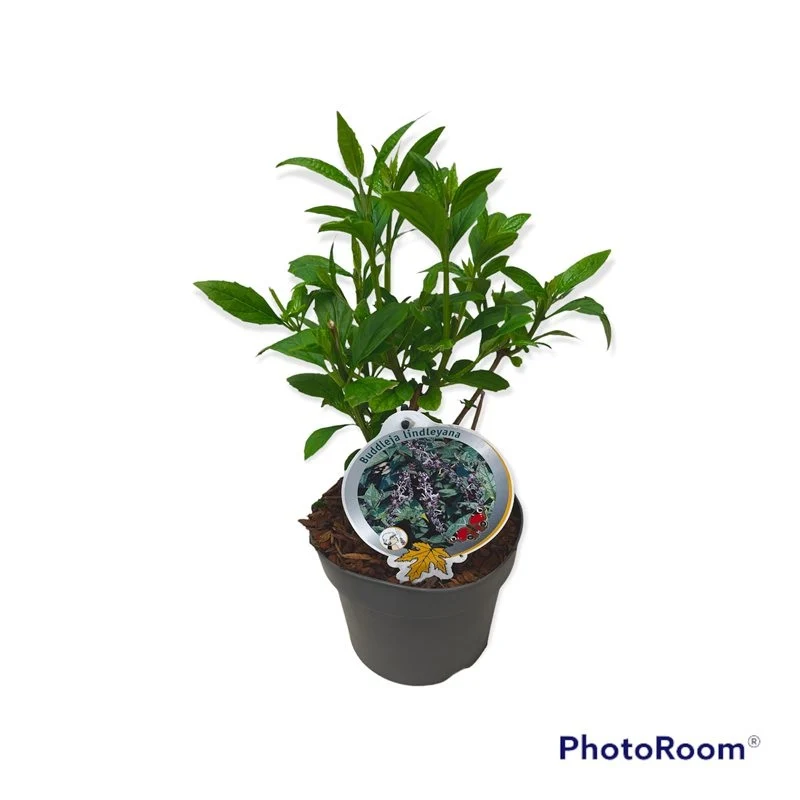 Buddleja lindleyana C3 (3 liters kruka) / 19 cm kruka