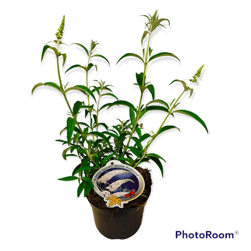 Buddleja d. 'White Profusion' C3 (3 liters kruka)