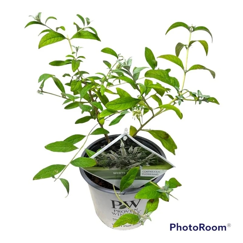 Buddleja d. 'White Chip' C3 (3 liters kruka)