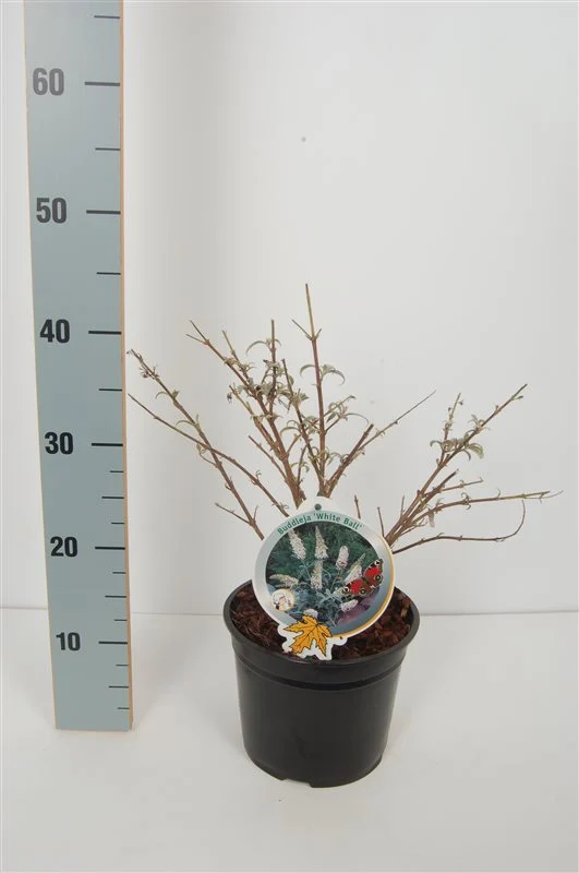 Buddleja d. 'White Ball' C3 (3 liters kruka / 19 cm kruka)