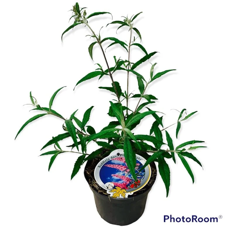Buddleja d. 'Pink Delight' C3 (3 liters kruka)
