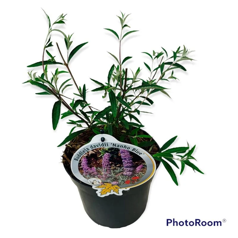 Buddleja d. 'Nanho Blue' C3 (3 liters kruka) / 19 cm kruka