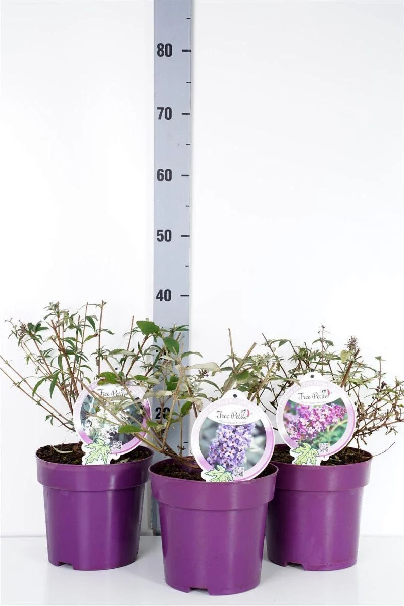 Buddleja d. 'Free Petite' C3 (3 liters kruka)