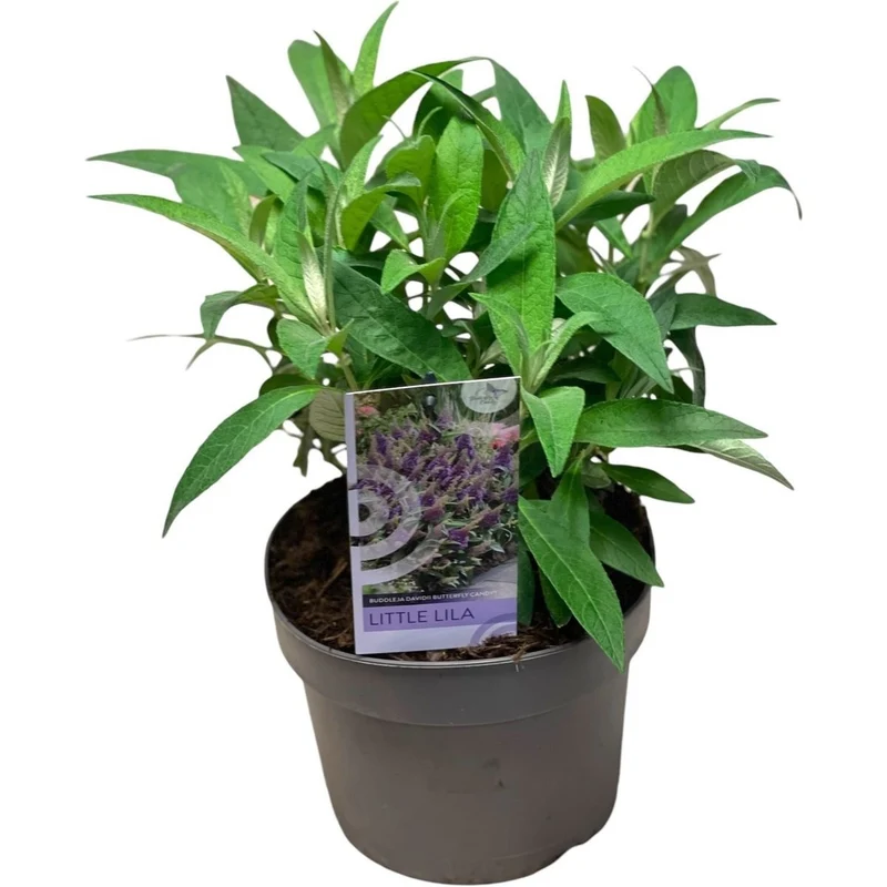 Buddleja d. 'Butterfly Candy Little Lila'® C3 (3 liters kruka)