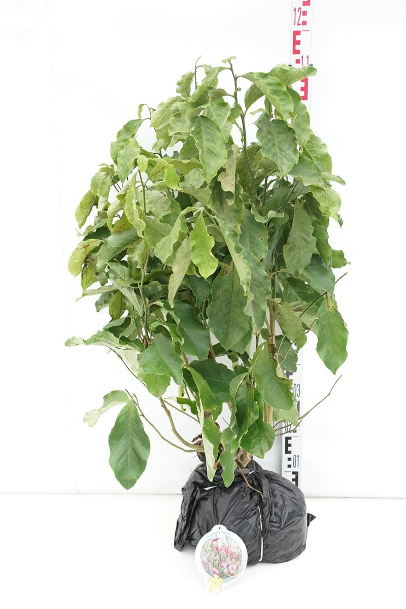 Magnolia 'Susan' 60-80 cm rotklump