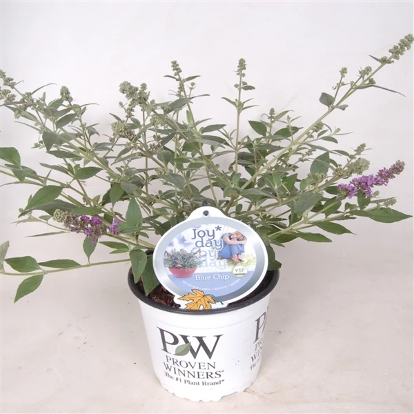 Buddleja d. 'Blue Chip' C3 (3 liters kruka)