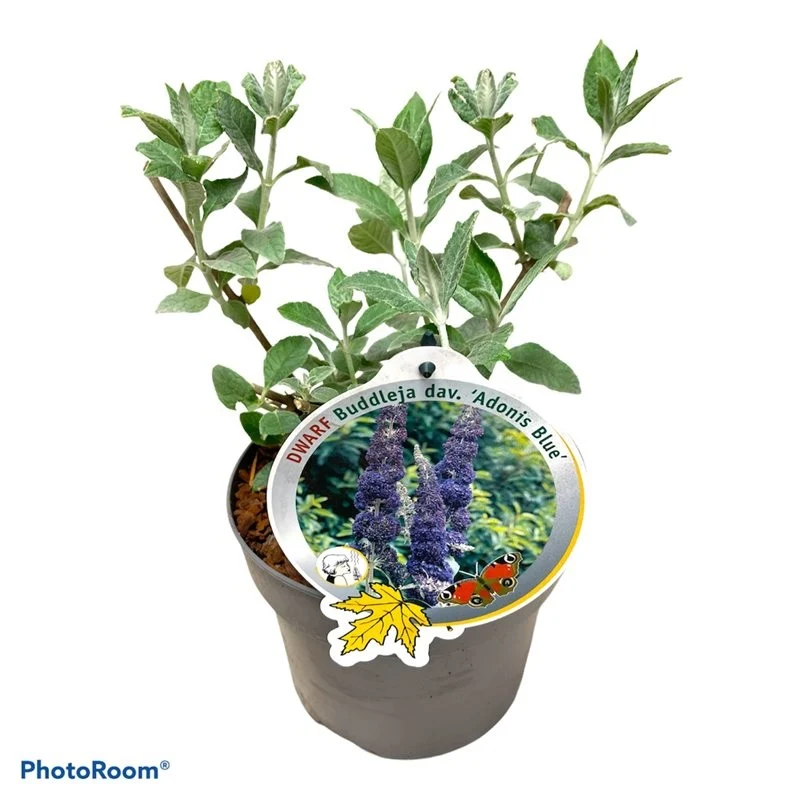 Buddleja d. 'Adonis Blue' C3 (3 liters kruka / 19 cm kruka)