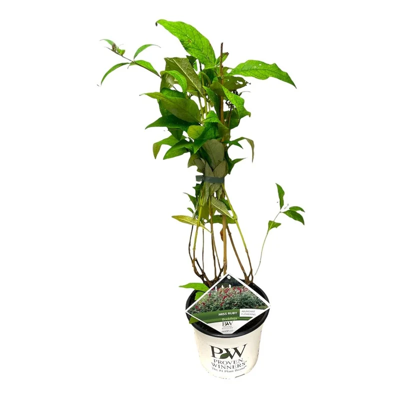 Buddleja d. 'Miss Ruby' C3 (3 liters kruka)