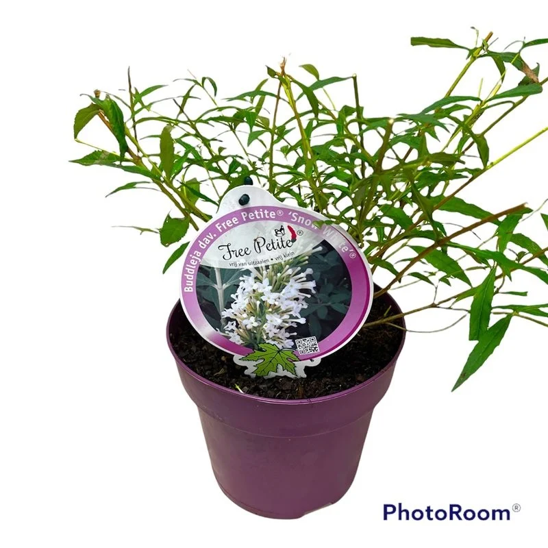 Buddleja d. 'Free Pet. Snow White' C3 (3 liters kruka) / 19 cm kruka