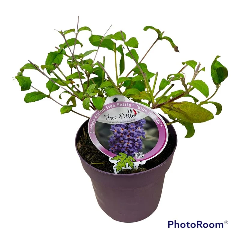 Buddleja d. 'Free Pet. Blue Heaven' C3 (3 liters kruka)