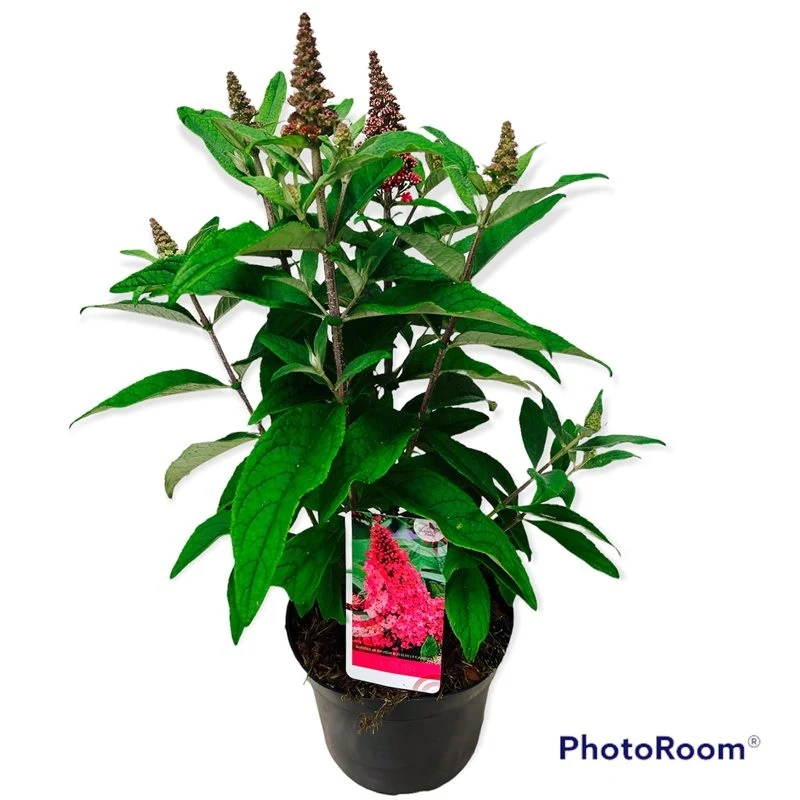 Buddleja davidii 'Butterfly Candy Little Ruby'® C3 (3 liters kruka)