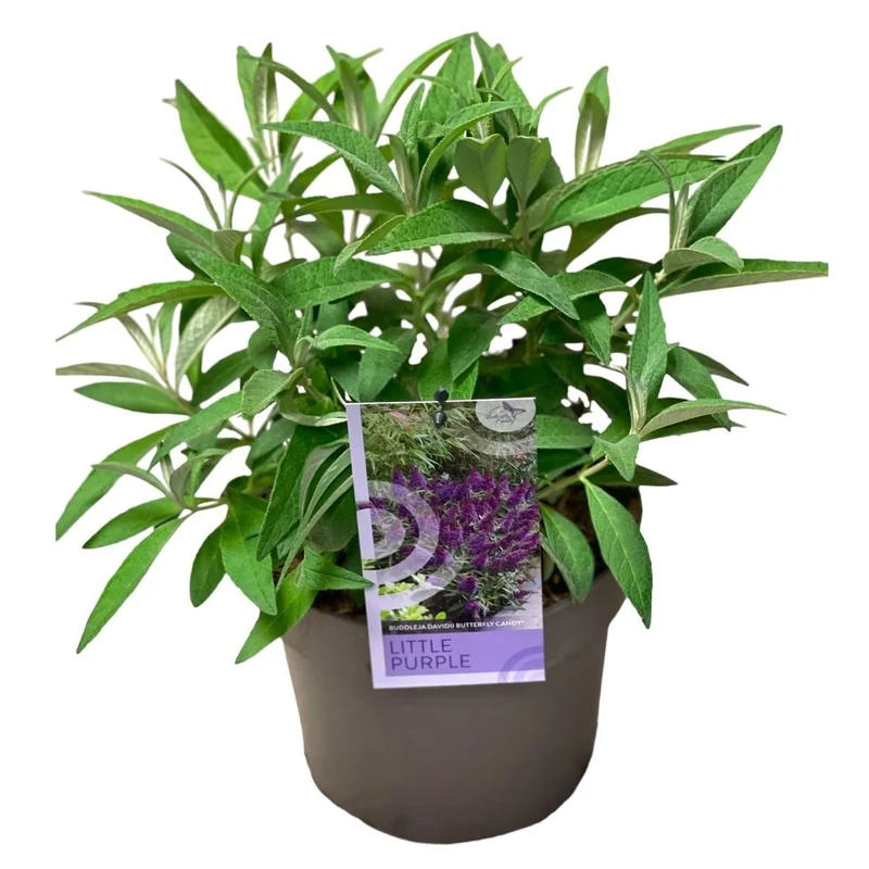 Buddleja d. 'Butterfly Candy Little Purple'® C3 (3 liters kruka / 19 cm kruka)