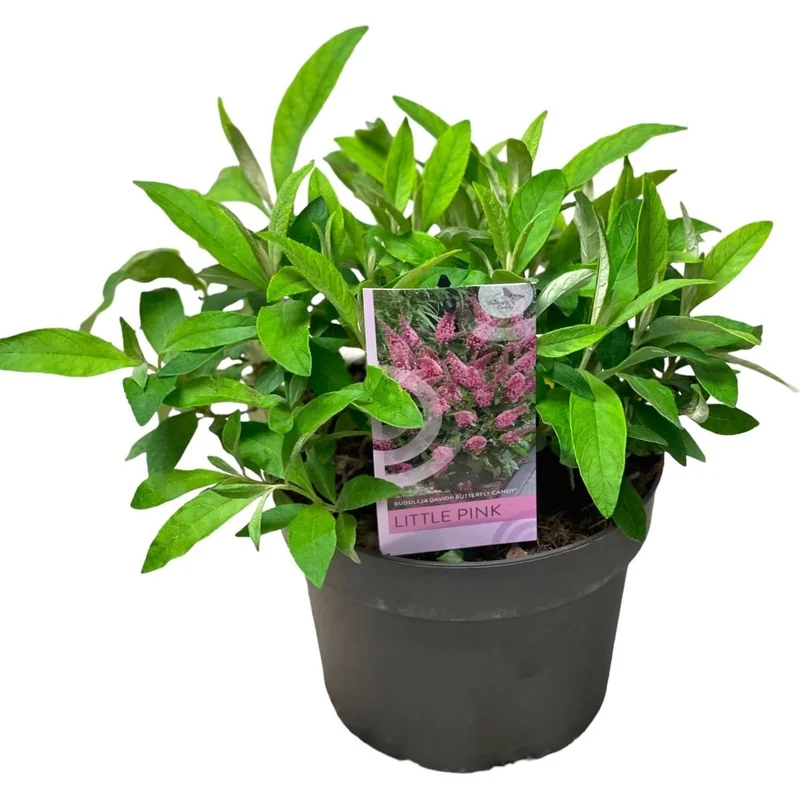 Buddleja davidii 'Butterfly Candy Little Pink'® C3 (3 liters kruka) / 19 cm kruka