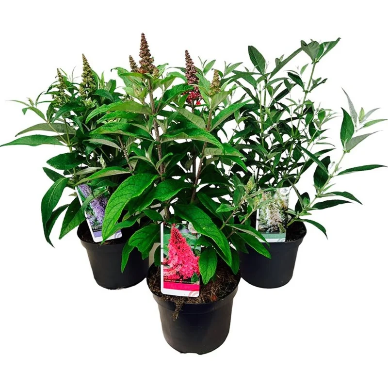 Buddleja d. 'Butterfly Candy Collection'® C5 (5 liters kruka) 30-40 cm