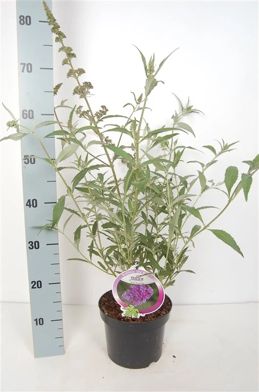 Buddleja 'Buzz Sky Blue' C3 (3 liters kruka) / 19 cm kruka