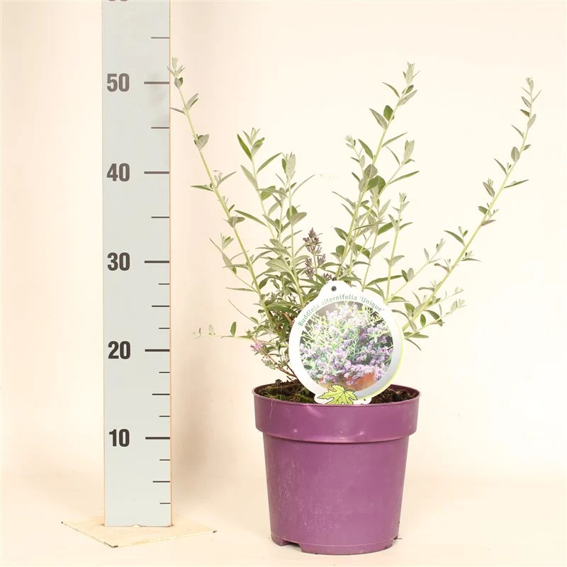 Buddleja altern. 'Unique' C3 (3 liters kruka)