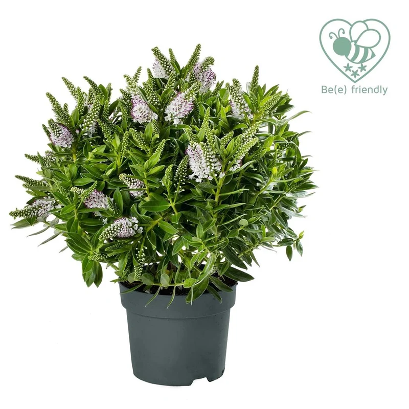 Hebe 'Donna'® 'Jenna'® C2 (2 liters kruka / 17 cm kruka)
