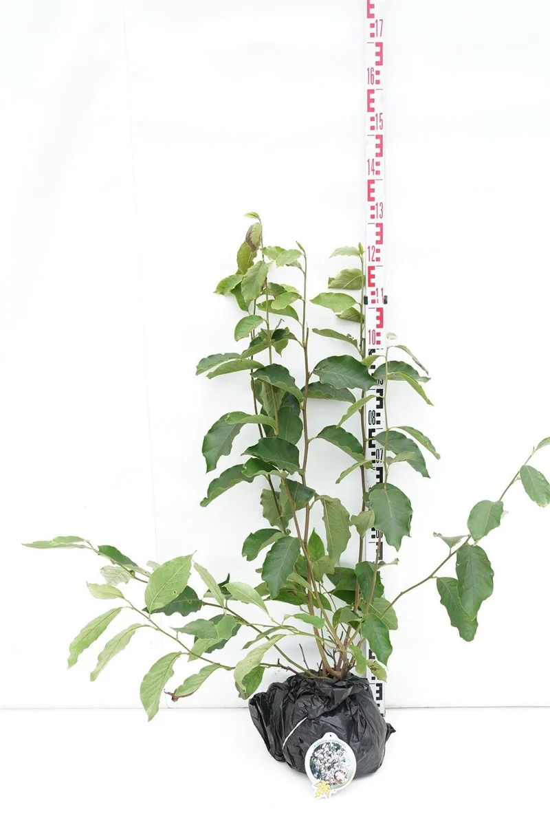 Magnolia soulangeana 60-80 cm rotklump