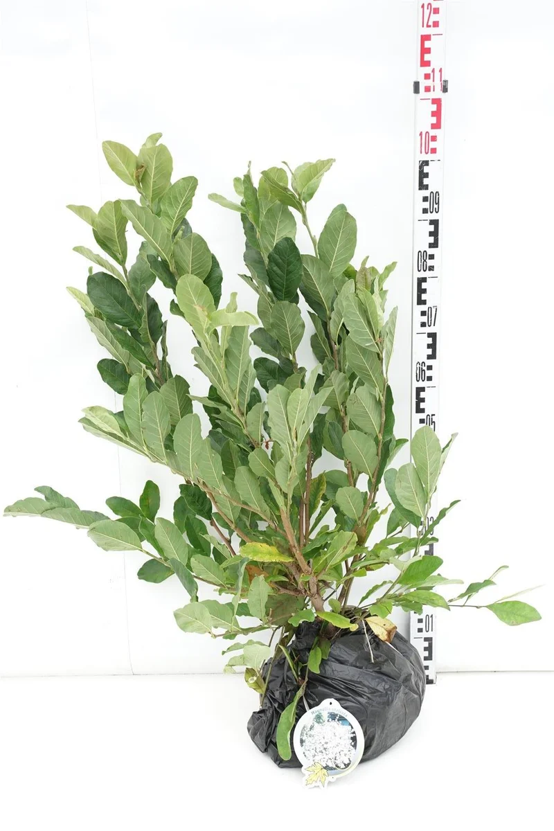 Magnolia stellata 60-80 cm rotklump
