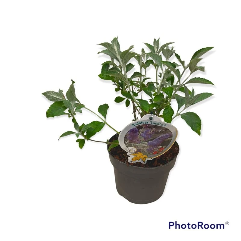 Buddleja 'Lochinch' C3 (3 liters kruka)