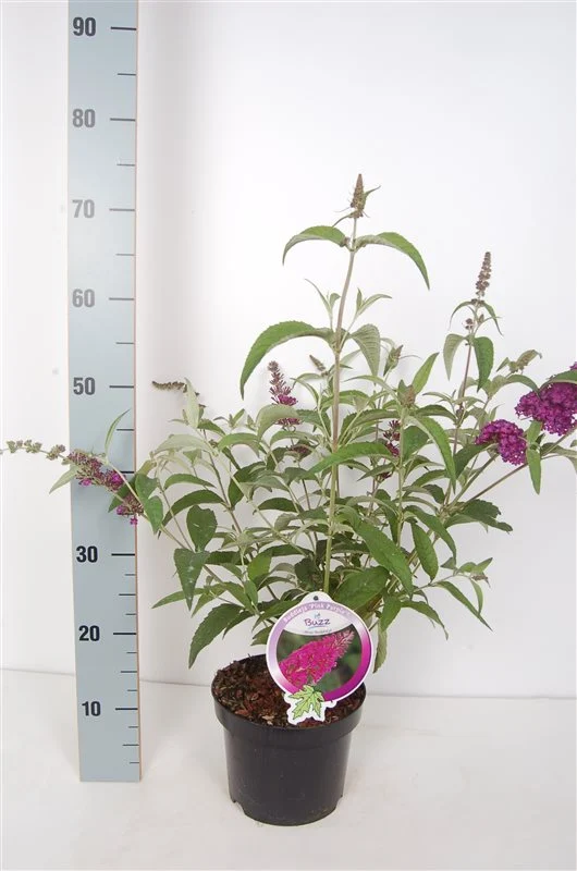 Buddleja 'Buzz Pink Purple' C3 (3 liters kruka) / 19 cm kruka