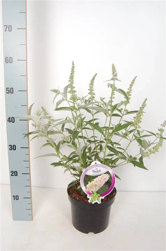 Buddleja 'Buzz Ivory' C3 (3 liters kruka)