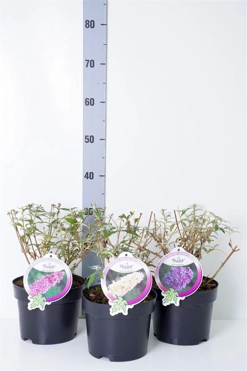 Buddleja 'Buzz' i sorter C3 (3 liters kruka) / 19 cm kruka