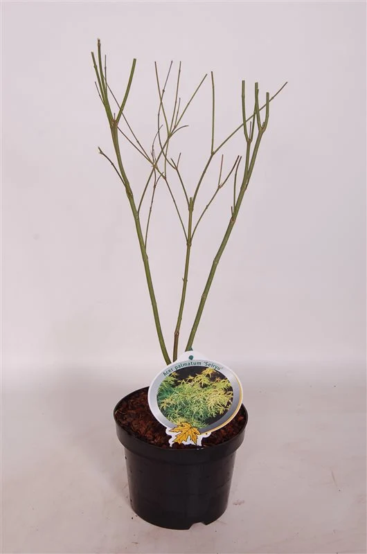 Acer palmatum 'Seiryu' C3 (3 liters kruka) 40-50 cm