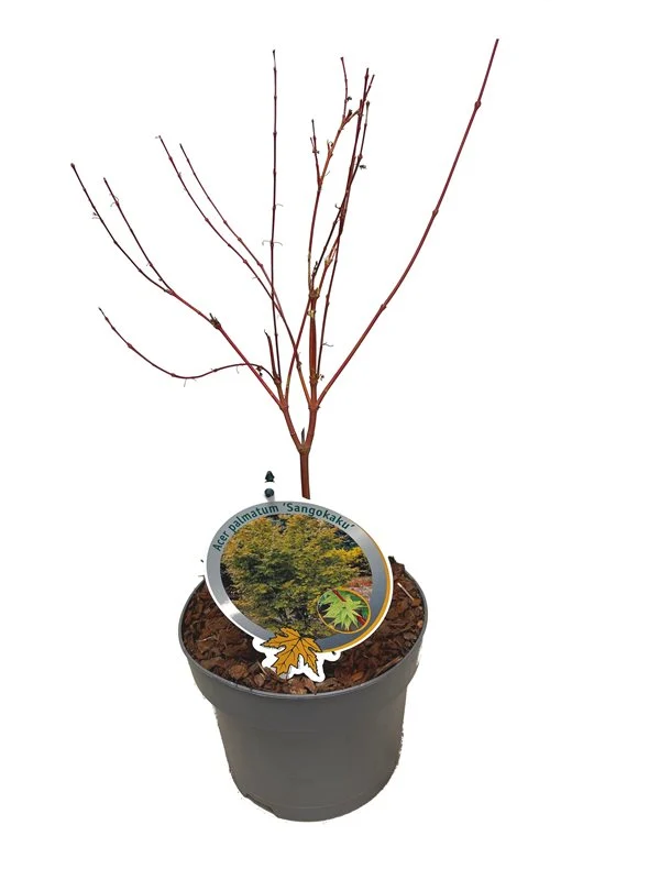 Acer palmatum 'Sangokaku' C3 (3 liters kruka) 40-50 cm