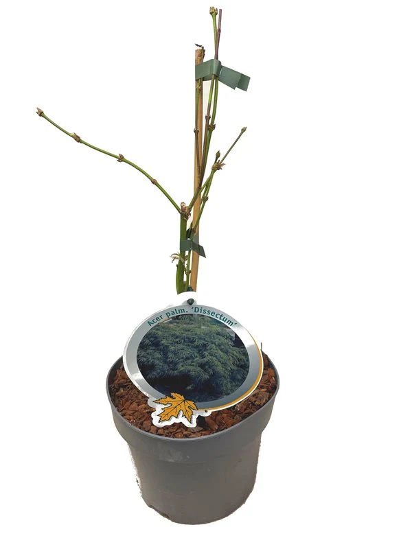 Acer palmatum 'Dissectum' C3 (3 liters kruka) 30-40 cm