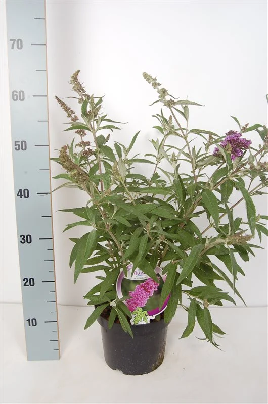 Buddleja 'Buzz Violet' C3 (3 liters kruka) / 19 cm kruka