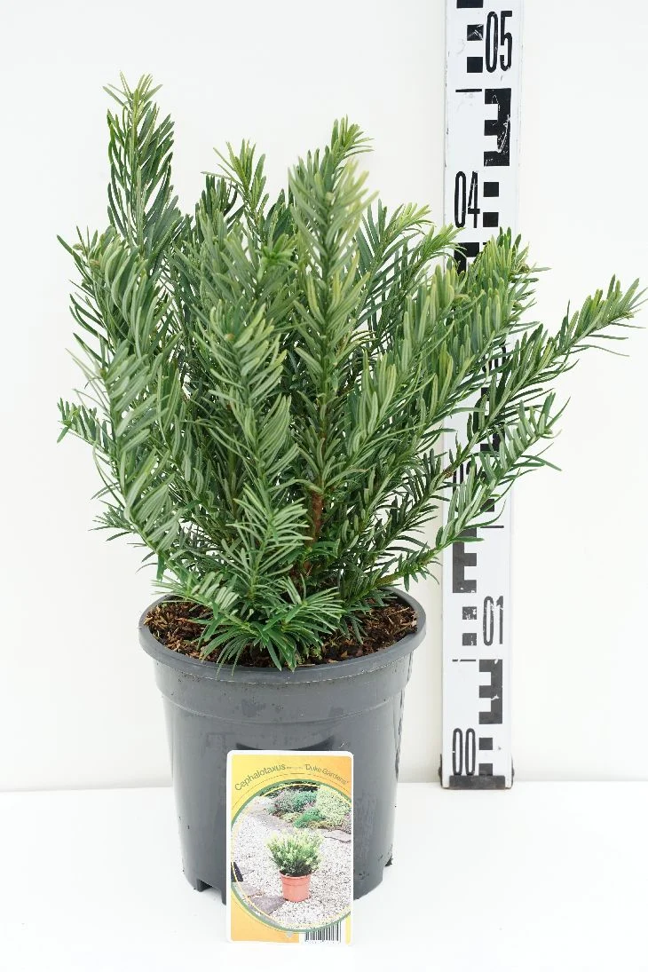 Cephalotaxus h. 'Duke Gardens' C3 (3 liters kruka) 25-30 cm