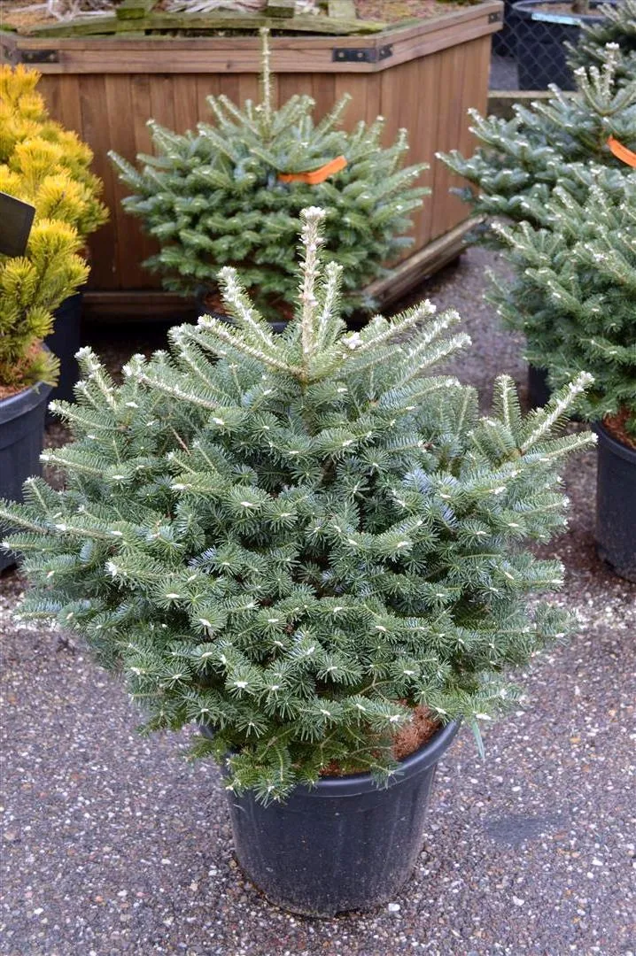 Abies koreana 'Discus' C18 (18 liters kruka) 40-50 cm