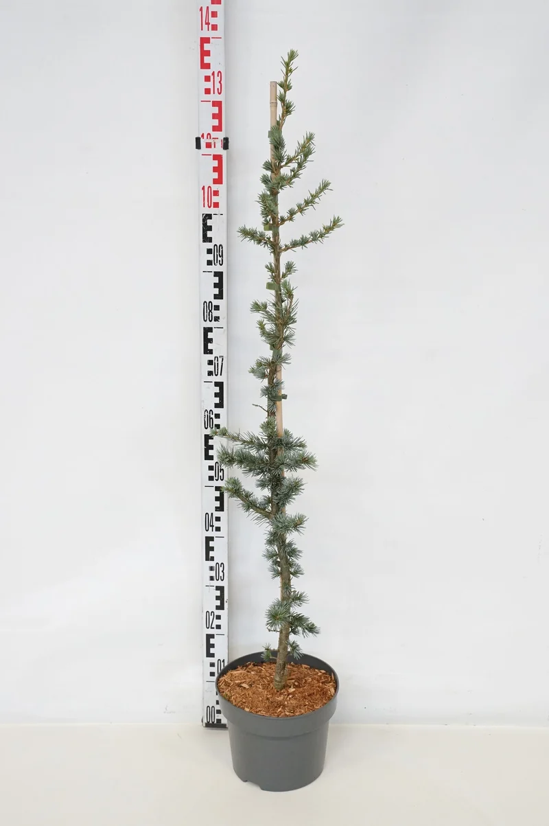 Cedrus lib. 'Glauca' C5 (5 liters kruka) 80-100 cm