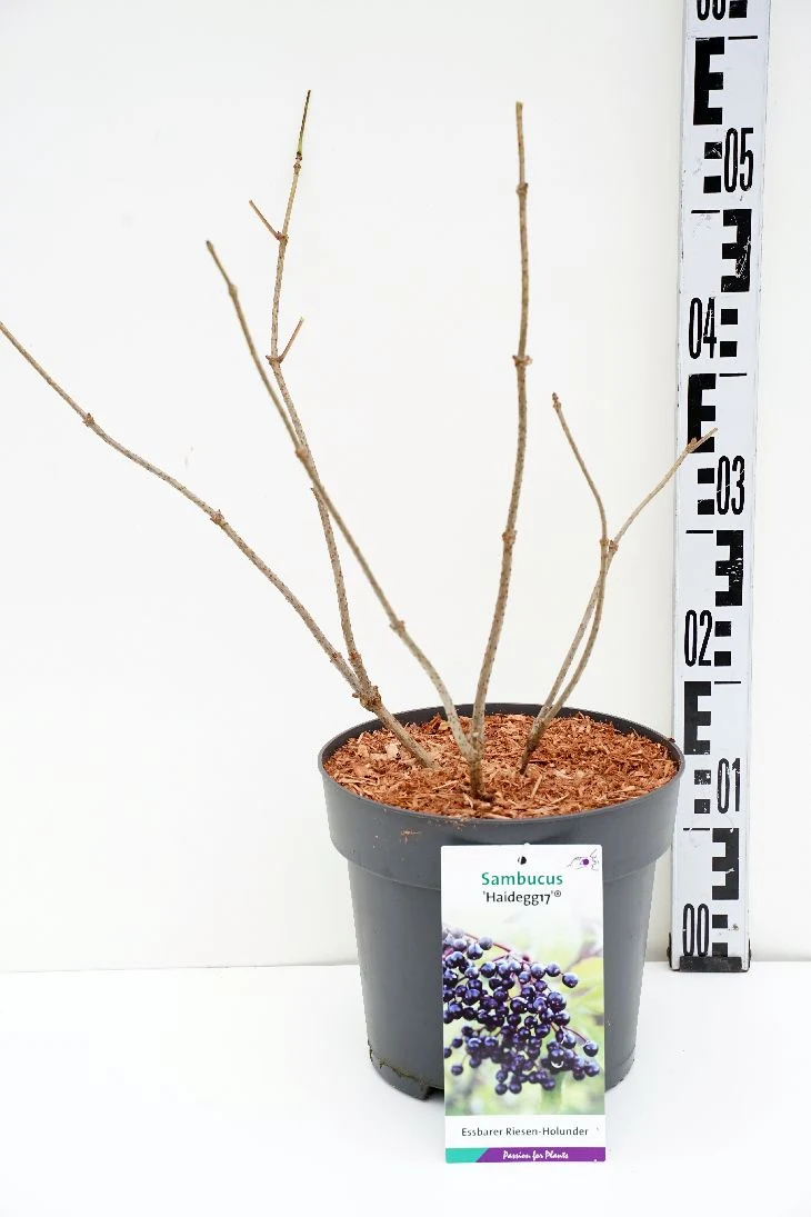 Sambucus nigra 'Haidegg 17' C5 (5 liters kruka / 23 cm kruka)