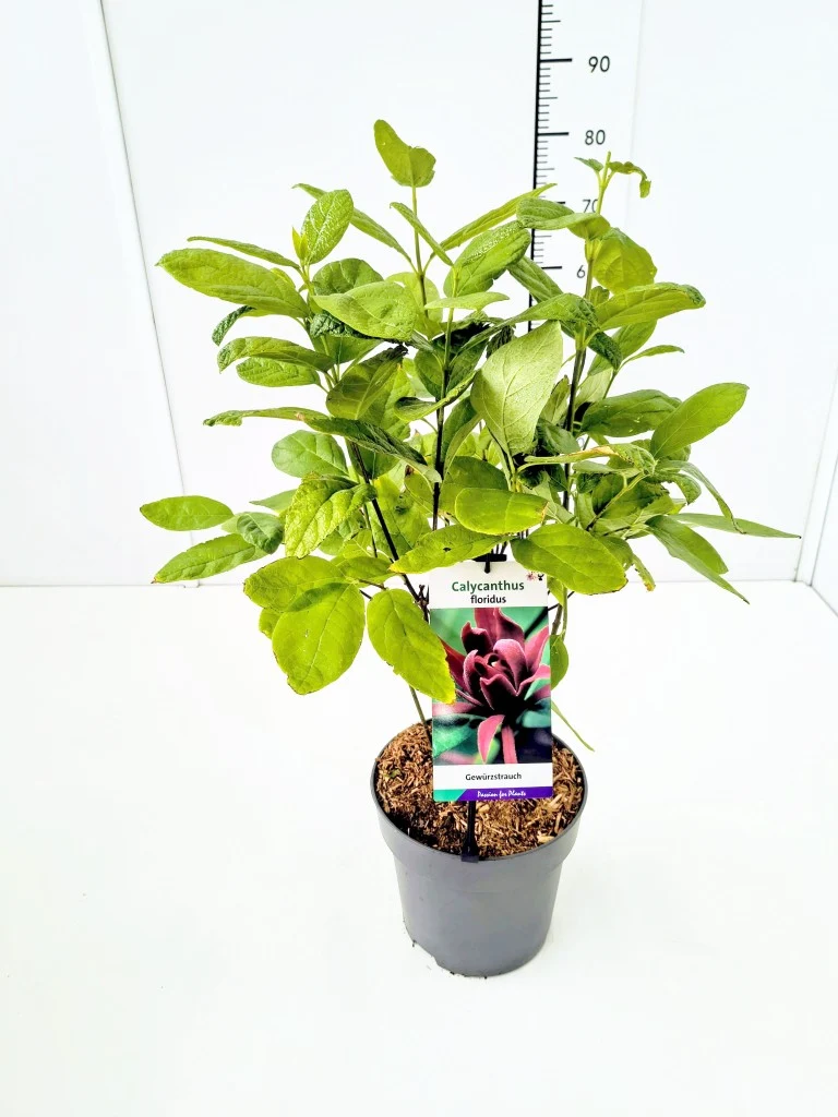 Calycanthus floridus C5 (5 liters kruka) 40-50 cm