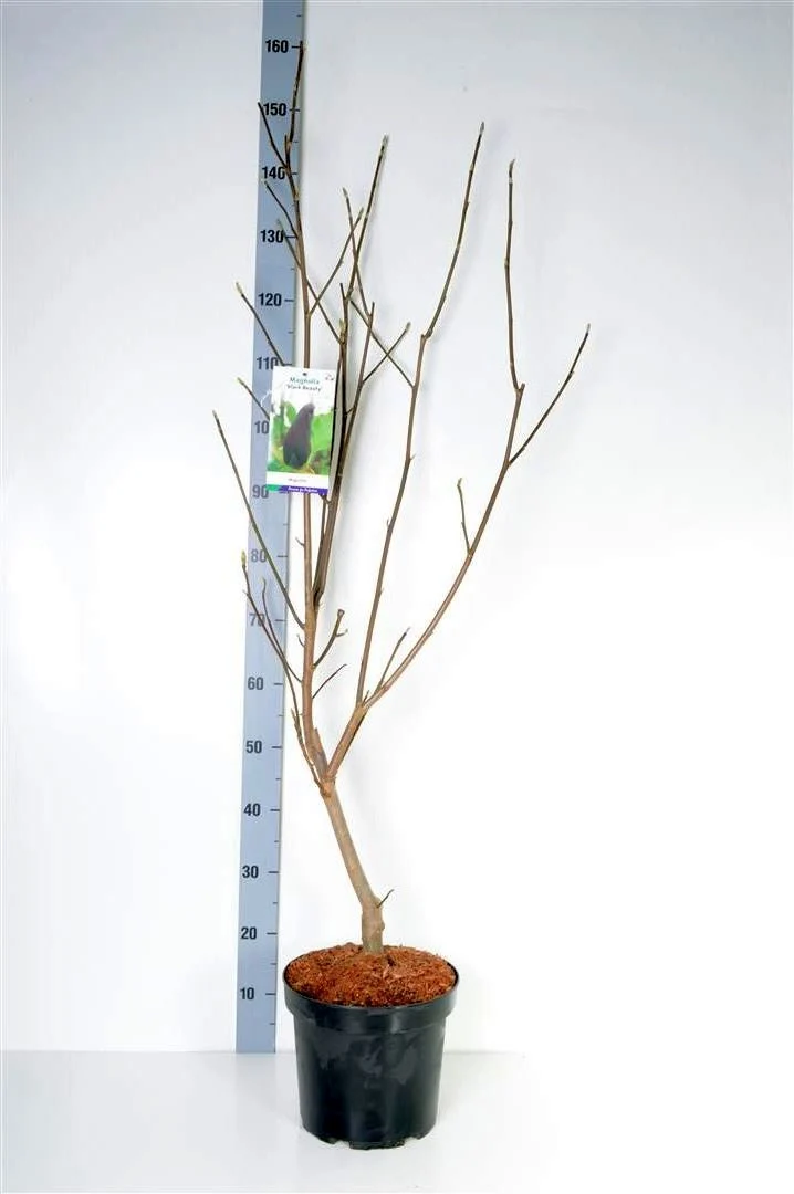 Magnolia brookl. 'Black Beauty' C7,5 (7,5 liters kruka) 60-80 cm