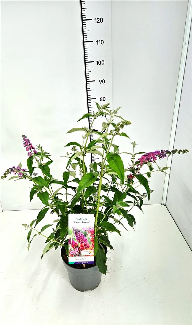 Buddleja d. 'Flower Power' C5 (5 liters kruka)