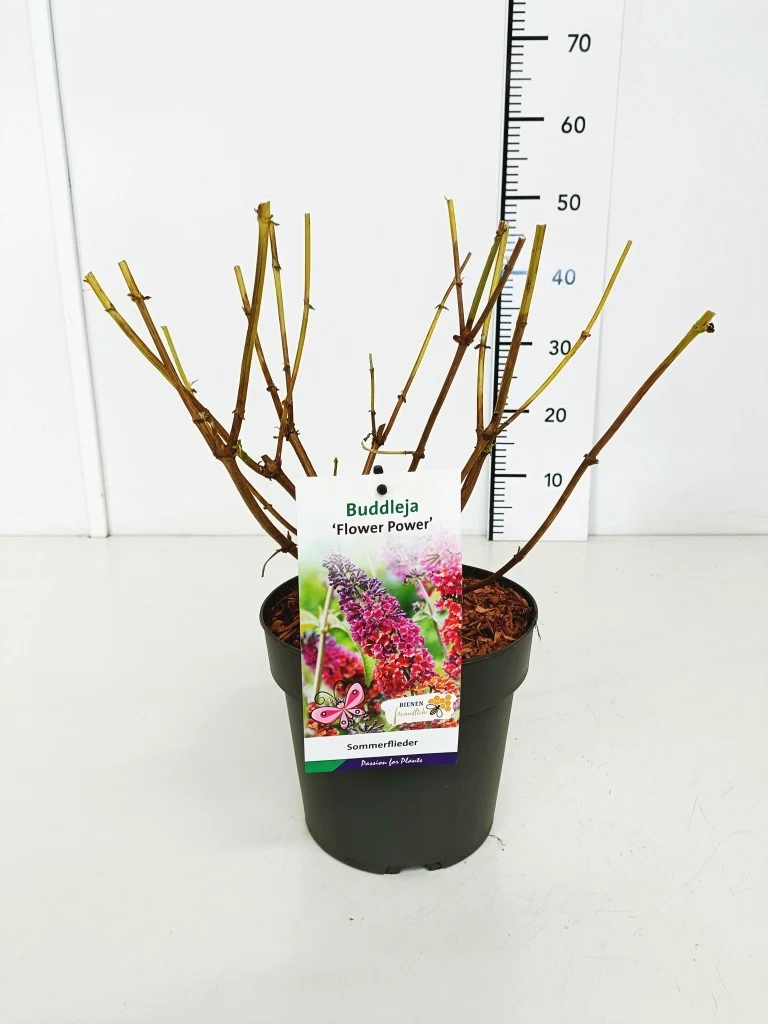 Buddleja d. 'Flower Power' C3 (3 liters kruka) / 19 cm kruka