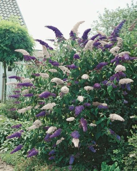 Buddleja dav. 'Duo Purple/White' C2 (2 liters kruka)