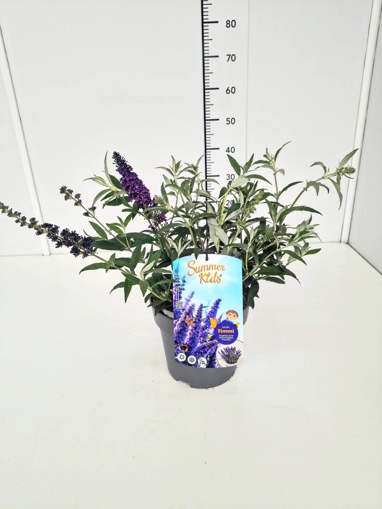 Buddleja d. 'Summer Kids®' Timmi C5 (5 liters kruka / 23 cm kruka)